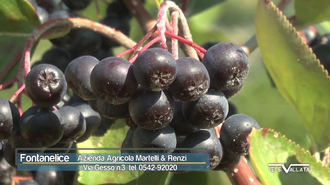 Fontanelice: L'ARONIA, UN FRUTTO DA SCOPRIRE