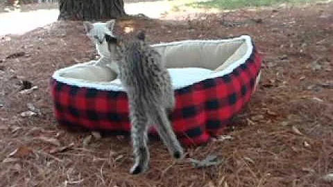 Video 10928661: f2 savannah kitten, talking
