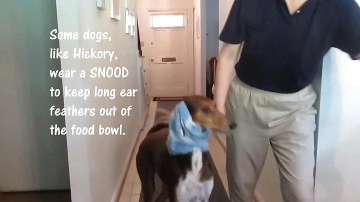Quiz & Hickory the salukis: The Snood Story