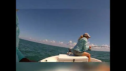 Shark eats Permit