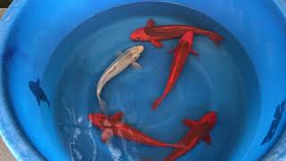 Asagi และ Aka Matsuba ปลาทรานไทยคารฅฟ ขนาด 40-45Cm.