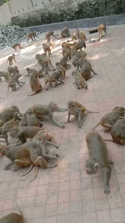 monkey sounds #viral #trending #monkey #animals #sound #bird sounds #shortsvideo