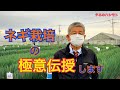 ネギ栽培の秘訣【タネ蒔き・定植・畝間・管理・天候】　タネのハシモト