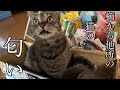 他の猫を家にあげた事が信じられない居候の猫