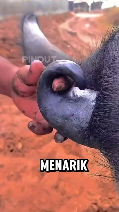 Modifying livestock horns #modification #horns #shortvideo #shorts