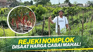 CARA PERAWATAN CABAI PALING EFISIEN ‼  INOVASI HEMAT TENAGA ‼ DIJAMIN UNTUNG BESAR ‼