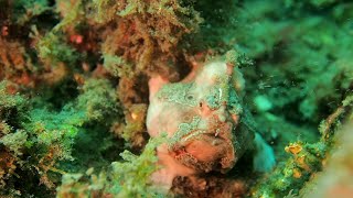 Frogfish Hunting || ViralHog