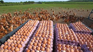 How Americans Produce 97,3 Billion Eggs Every Year  Chicken Farming Documentary