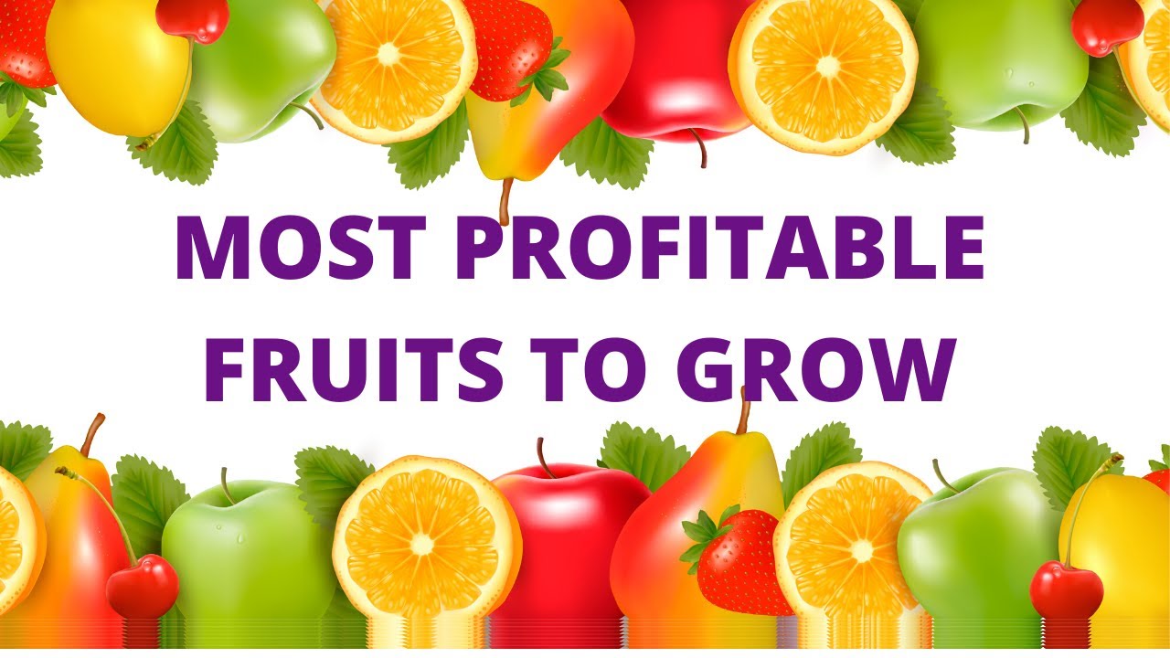 MOST PROFITABLE FRUITS TO GROW TO MAKE MONEY YouTube