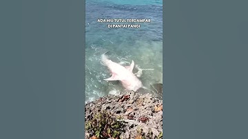 Ada Hiu Tutul Terdampar di Pantai Pangi