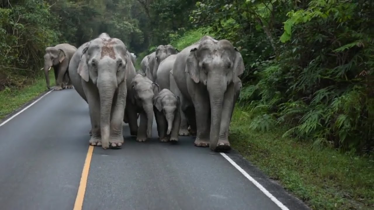 Asian Elephants Thailand