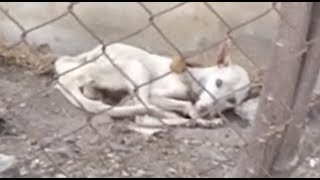 Rescue of Starving Terrified Dog Til She Wagged Her tail