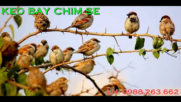 Tiếng chim sẻ non gọi bầy tốc độ - 0988.263.662