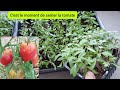 Comment semer la tomate facilement de a  z  2023