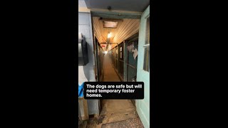 Fosters needed for dogs displaced by fire at Northshore Humane Society’s biggest kennel