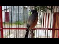 Panggilan Cendet Jatim Untuk Merangsang Cendet Lelet Dan Susah Bunyi Mp3 - Mp4 Download