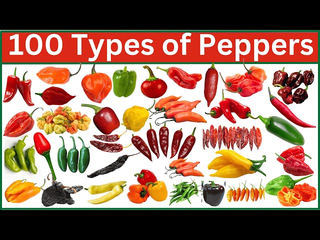 Typical Chilli Different Types Of Chillies