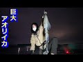巨大なアオリイカが釣れた！自己記録大幅更新！