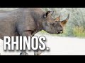 Rhinos.