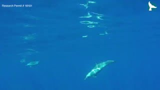 Spotted Dolphins
