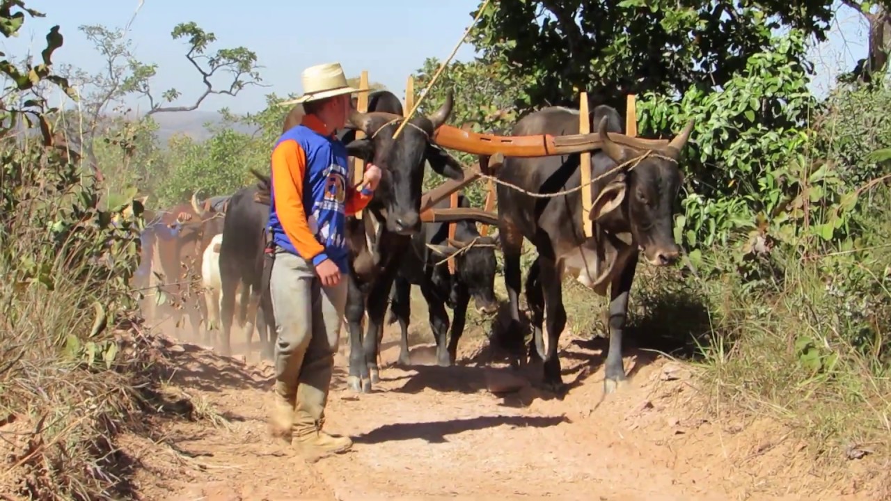 [Carreiro carreando em Minas Gerais] - YouTube