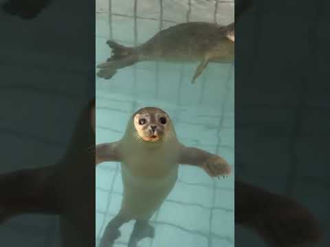 Seal Pup Crying Sealshow