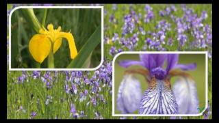 Irisblüte Im Eriskircher Ried