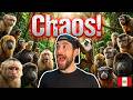 I Was Surrounded by 50 Monkeys in the Amazon Jungle