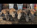 Dealing with waspy Beaver. #billingsleybrandlures #trapper