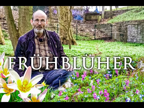Video: Was sind Kaufmanniana-Tulpen – Erfahren Sie mehr über Kaufmanniana-Tulpenpflanzen