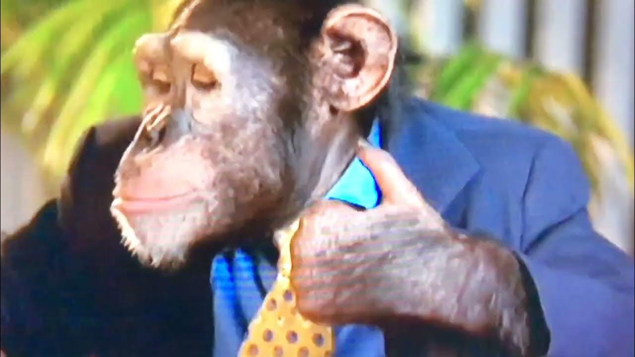 TeletoonMVP 2 Most Vertical Primate Promo (2015) YouTube