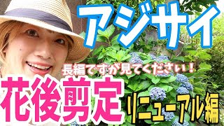 【アジサイ】花後の剪定〜リニューアル編〜色々と勉強して剪定方法を更新しましたので、こちらの動画を最新版としてご覧ください〜