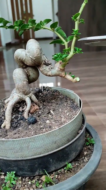 Proses Sancang ‼️ #bonsai #bonsaiserut #streblusasper