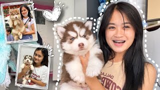 Finally I Got A New Puppy Vlogmas 22 Day 7 Sai Datinguinoo
