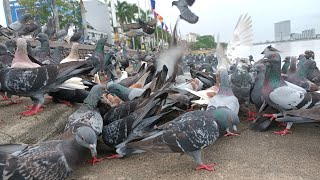 Collection Hungry Dove 🕊️, Very hungry Pigeons, Amazing Dove eating