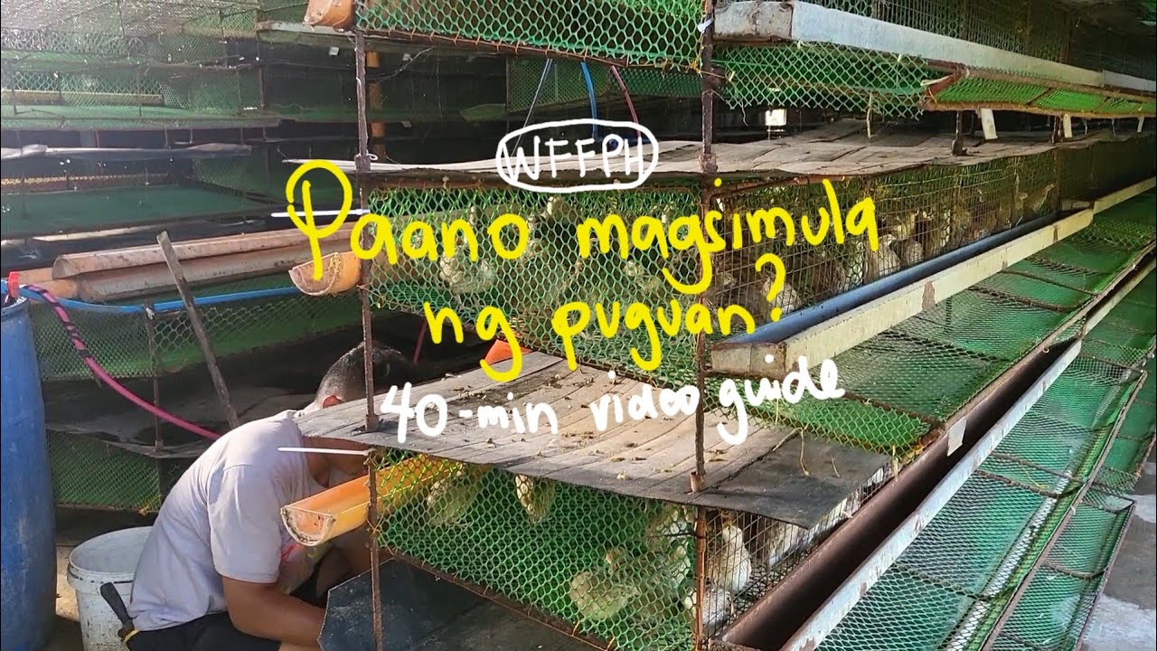 PAANO MAGSIMULA NG PUGUAN (1000 HEADS) - full video guide
