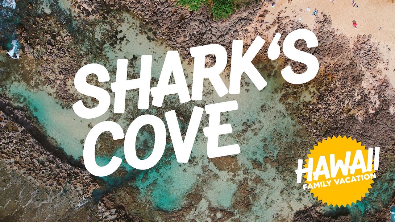 Shark's Cove snorkeling is dangerous? Are there any fish? Oʻahu