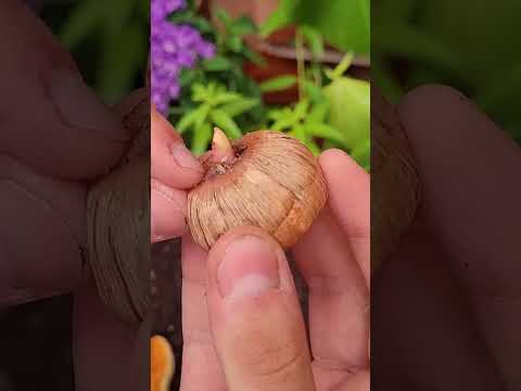 Video: ¿Qué son las flores del revés? - Cuidado de las flores del revés en el jardín