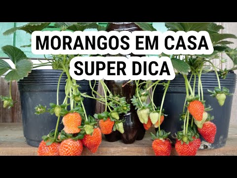 Vídeo: Variedades de morango com sombra: cultivo de plantas de morango tolerantes à sombra