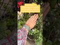 Kashmiri bangles | Trending | Mahilla mittar #shortsviral #relatable #kashmiribangles #trending