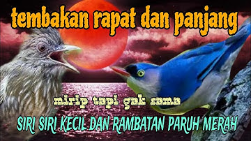 Tembakan materi lombahan rapat dan jernih siri siri kecil dan rambatan paruh merah
