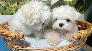 TWO MALTESE PUPPIES MEET FOR THE FIRST TIME ❤