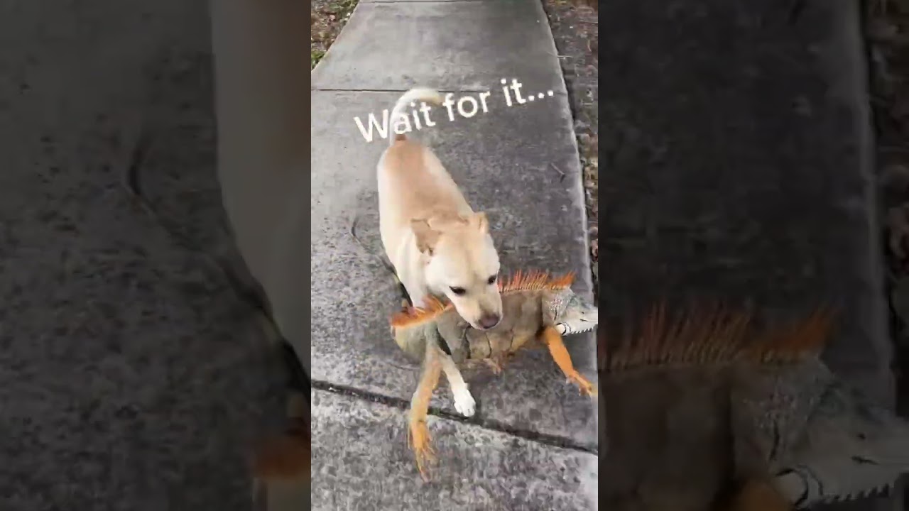 Other dogs fetch balls,but mine fetches animals 🤣😢 #funny #wildlife #foryou #dog