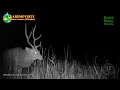 The male sika deer is alert. He is trying to hear the sounds of danger in the dark / Cervus nippon