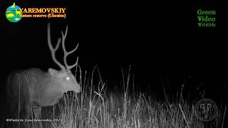 The male sika deer is alert. He is trying to hear the sounds of danger in the dark / Cervus nippon