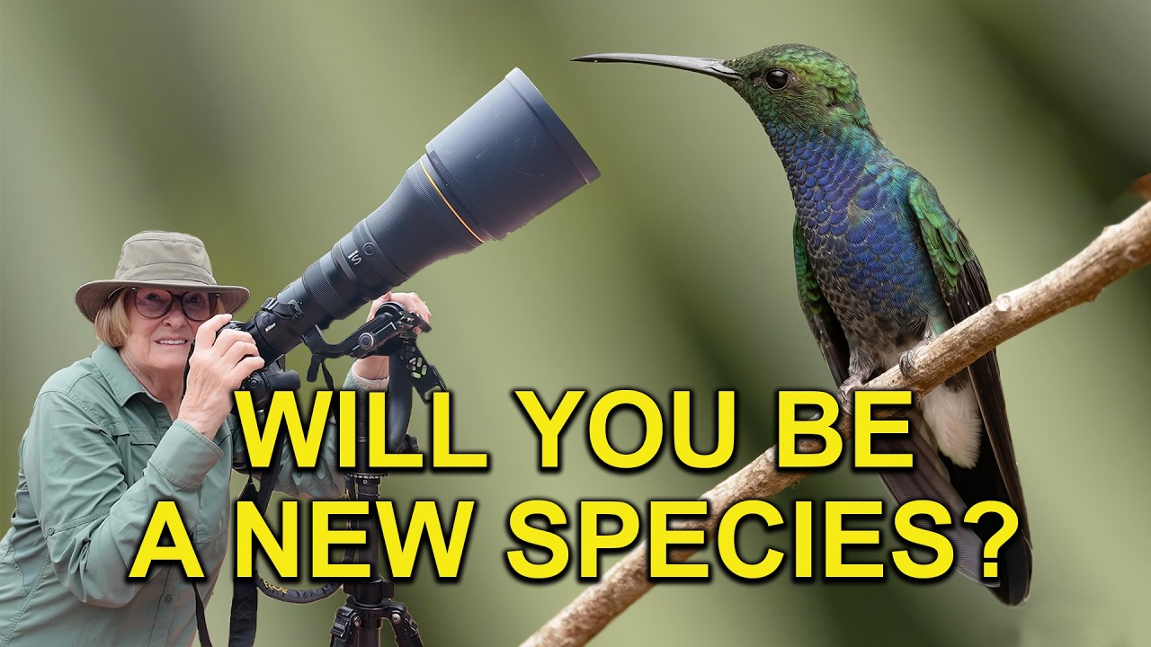 This Hummingbird Might Be a New Species: Future Split? - YouTube