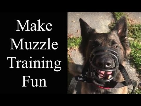Make Muzzle Training Fun For Your Dog