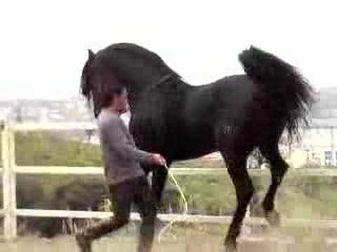 PURE BLACK ANDALUCIAN STALLION - PIAFFE