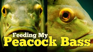 FEEDING MY AGGRESSIVE PEACOCK BASS‼️