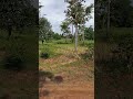 นาโคกรรับ